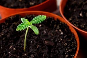Healthy cannabis seedling