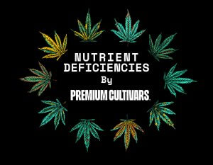Cannabis deficiencies