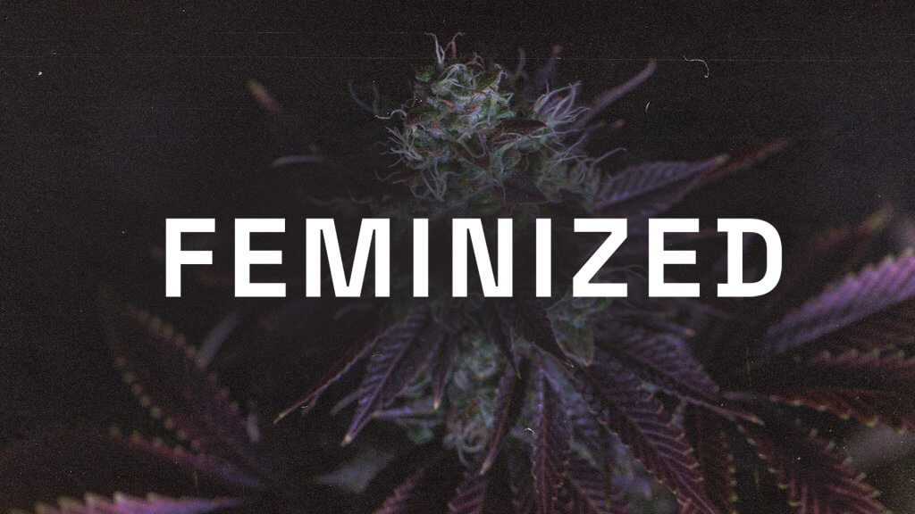 Feminized cannabis seeds