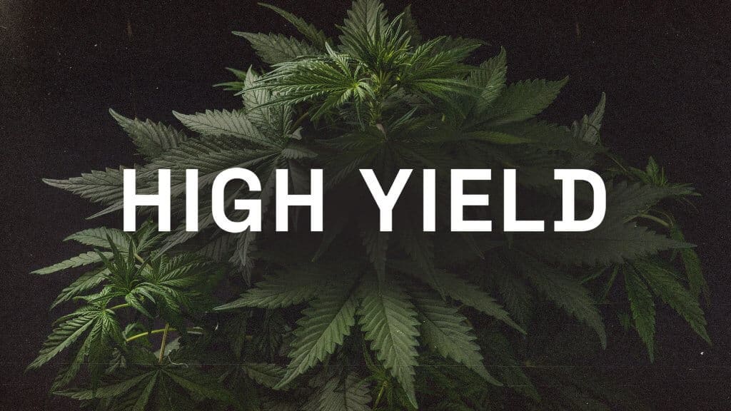 High yield cannabis seeds