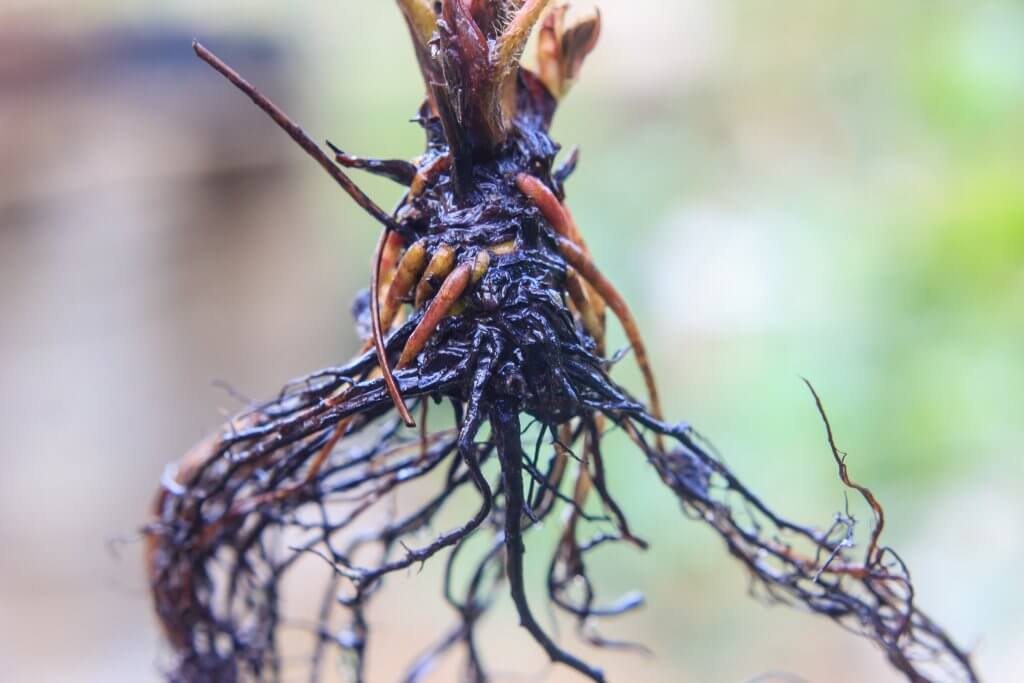 Root rot cannabis