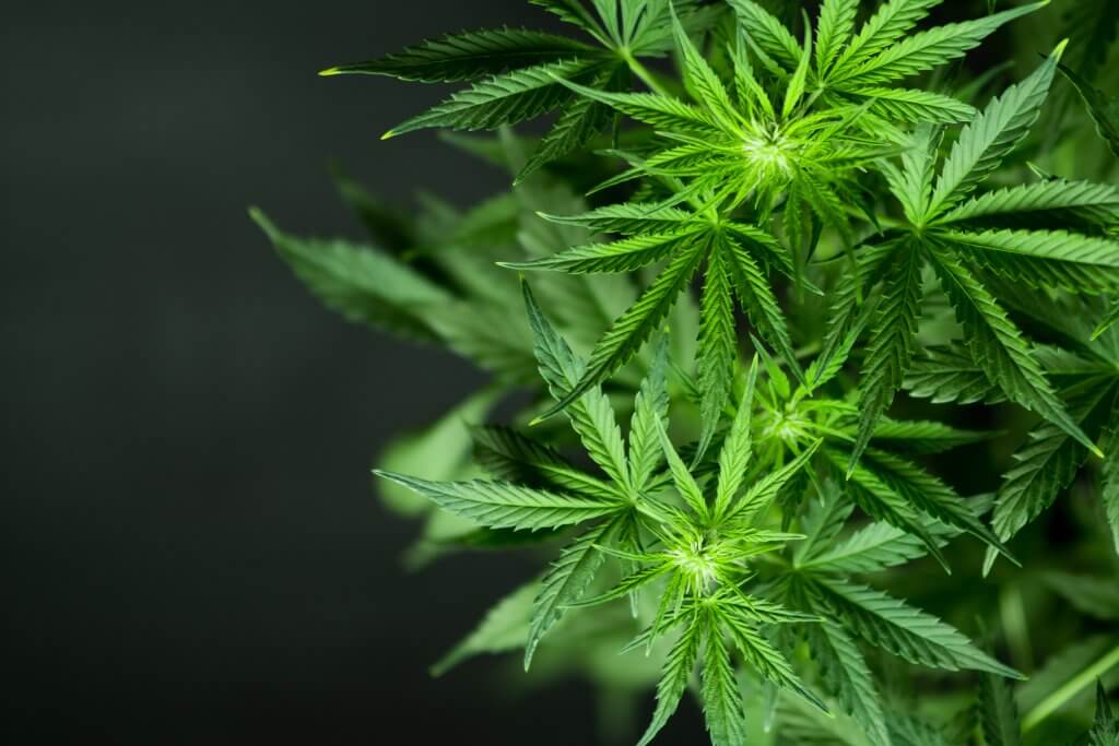 Broad mites on cannabis plants