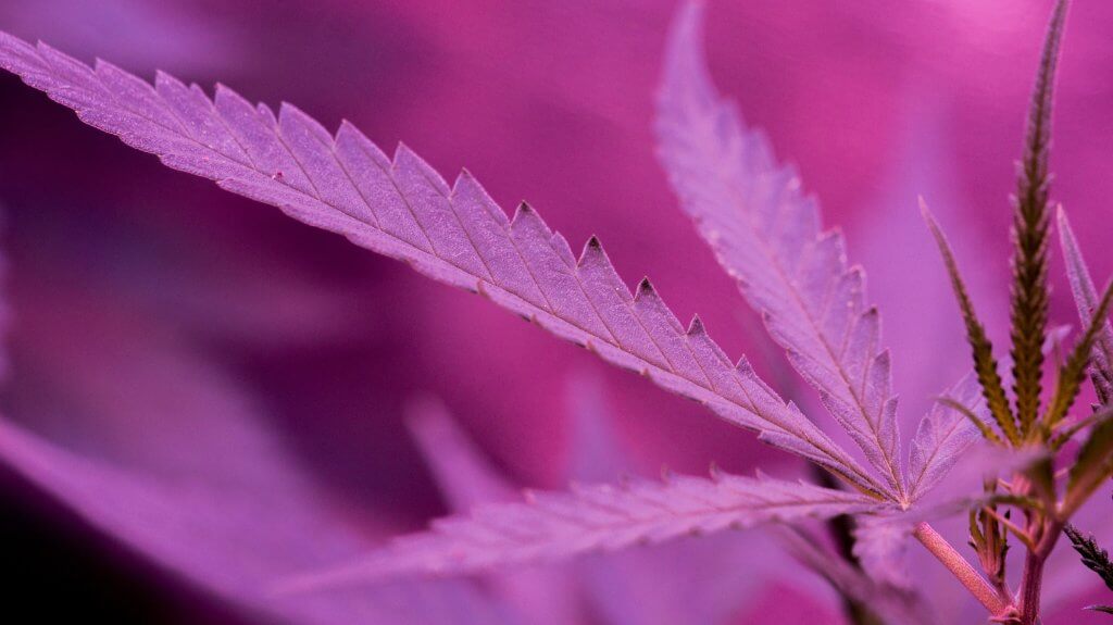 cannabis purple stems