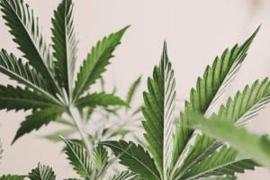 Cannabis Stomata on Leaves