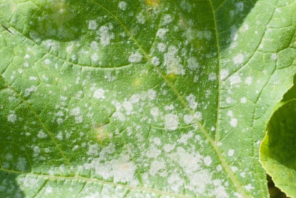 Powdery mildew on cannabis leaf