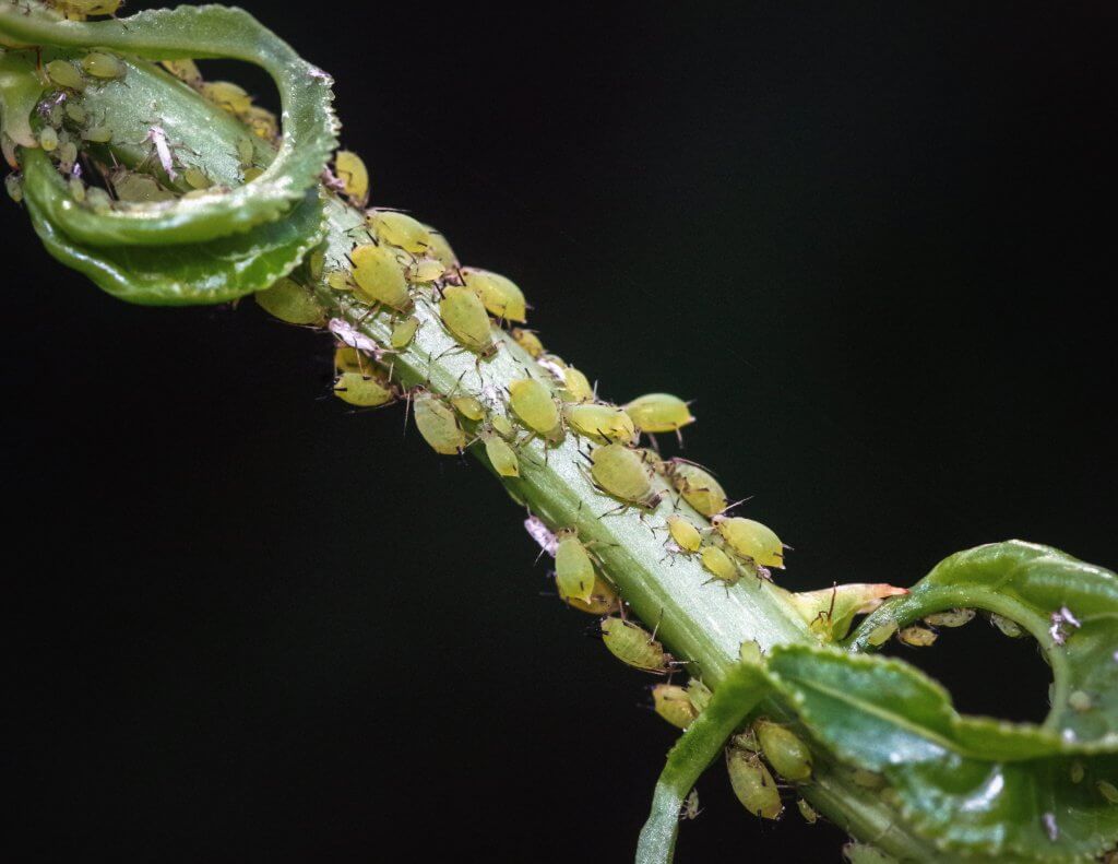 aphids during flowering