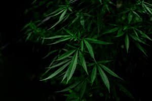 light dep cannabis