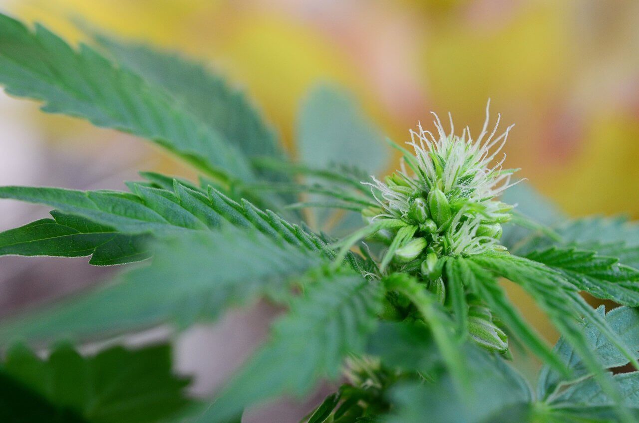 Understanding Hermaphrodite Cannabis Plants Premium Cultivars