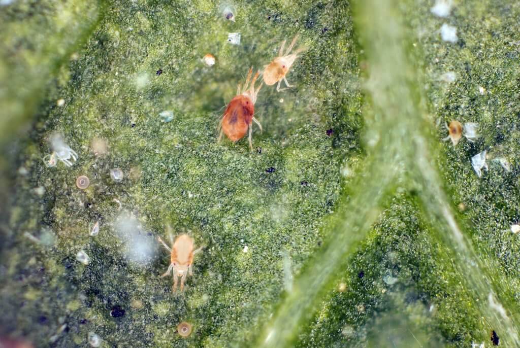 Spider mites on cannabis