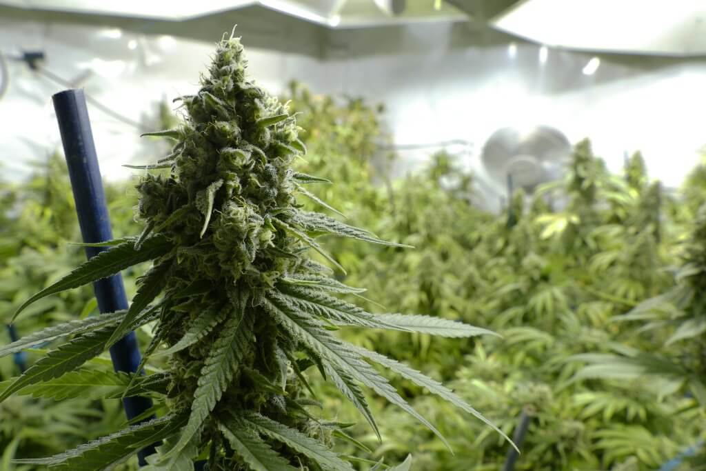 Cannabis growing tips