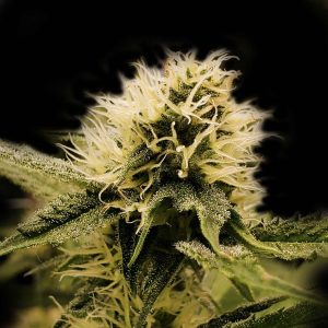 Animal Cookies Feminized Cannabis Plant
