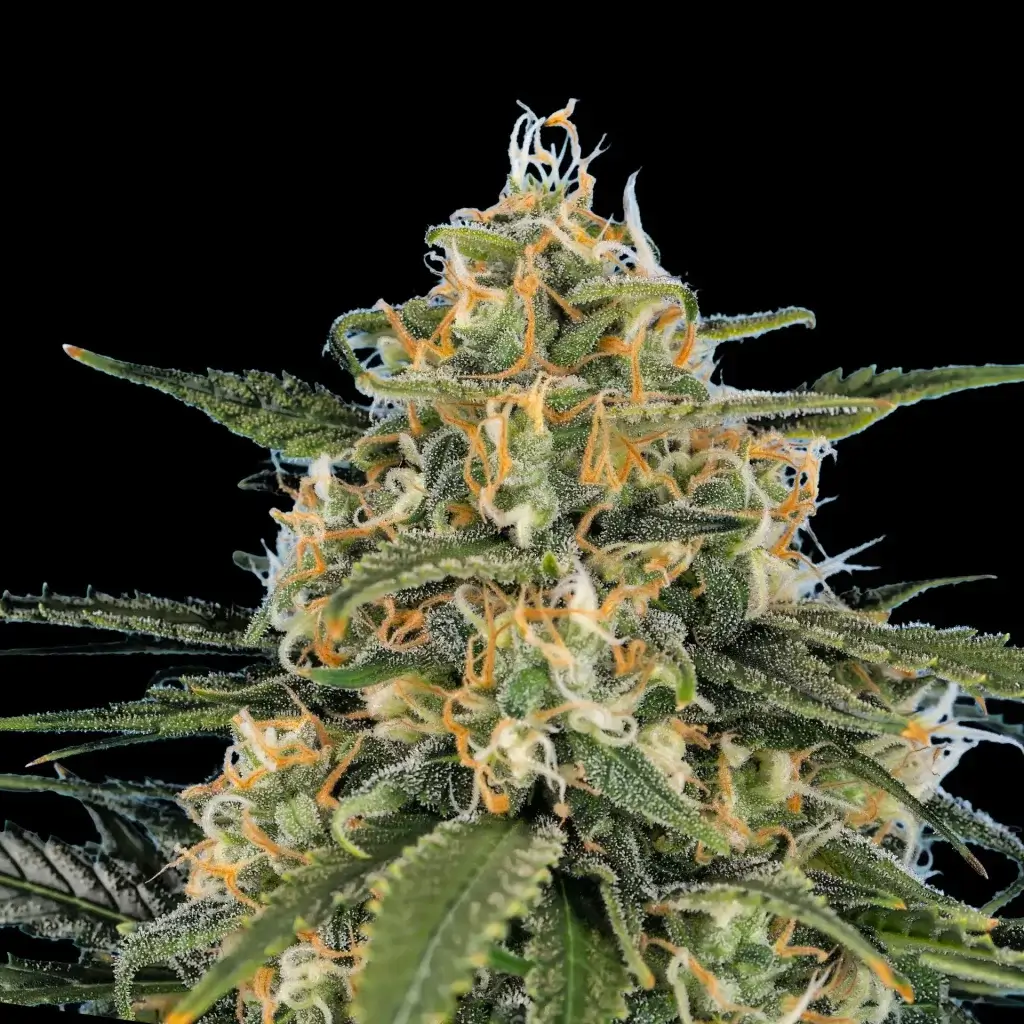 Large cannabis cola of the Gushers strain plant with orange pistils. Purchase Gushers strain products online from Premium Cultivars.
