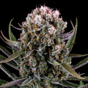 Kush Mints Feminized Cannabis Plant