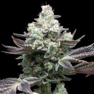 Mac 1 strain cannabis plant. A large cola, densely packed with trichomes is shown. Pistils and sugar leaves are also present. Purchase Mac 1 seeds online from Premium Cultivars.