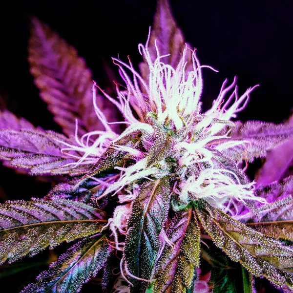 Mimosa Feminized Cannabis Plant