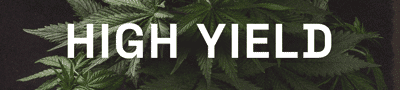 High Yield Cannabis Seeds