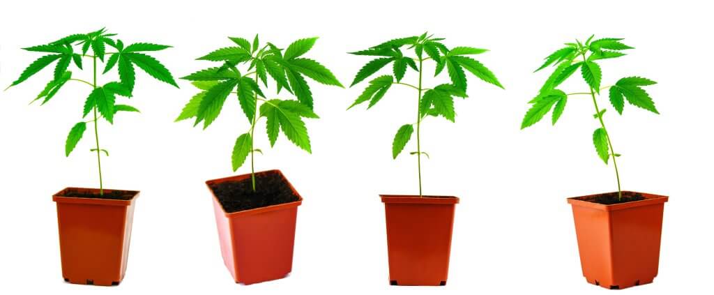 Cannabis pots