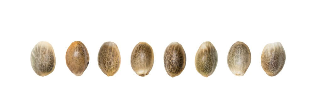 how to tell if cannabis seeds are good or bad