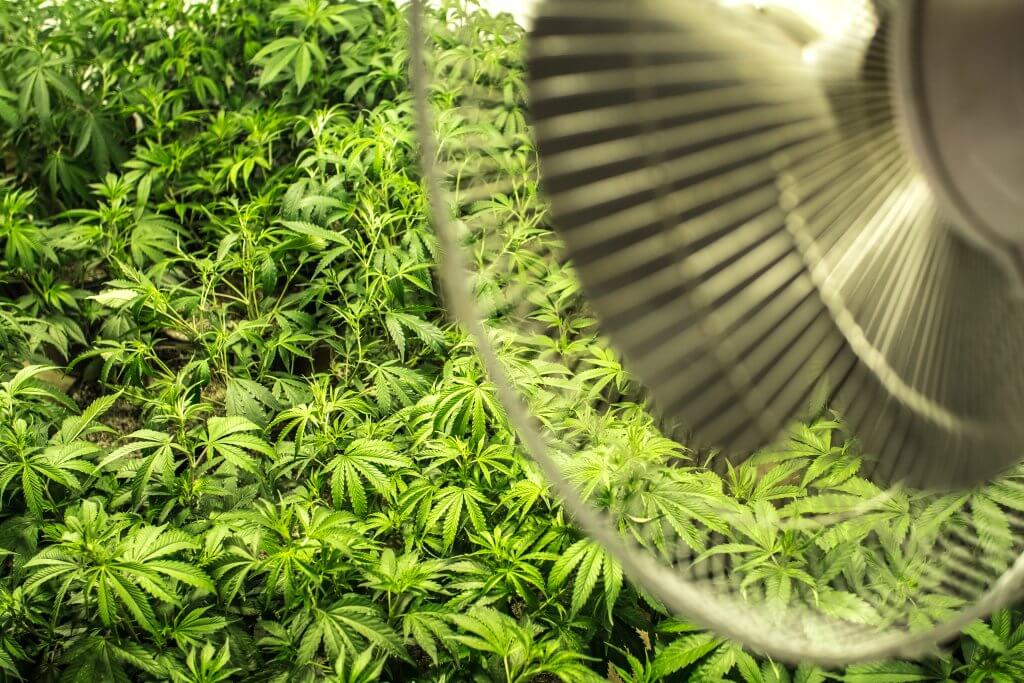 Cannabis grow room fan