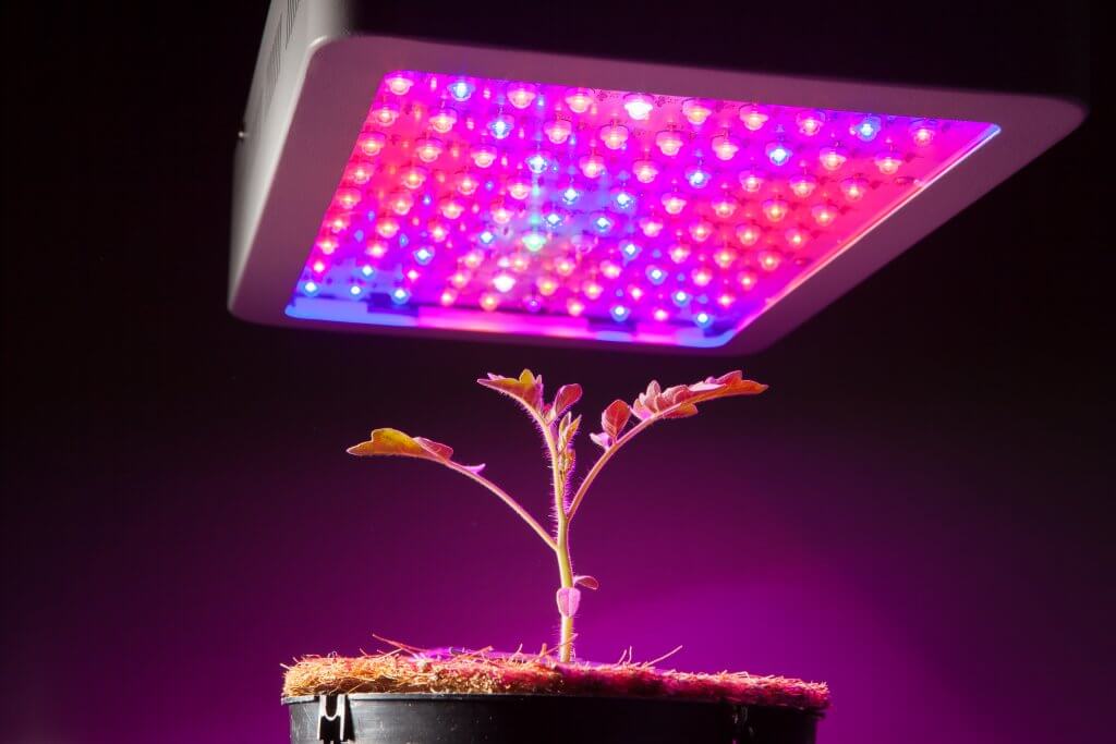Quantum Board LED Seedling