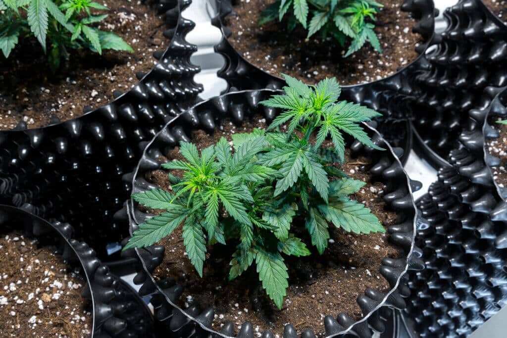 Flushing cannabis plants in the vegetative stage