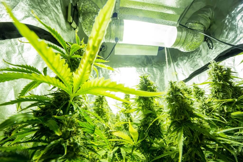 How much does it cost to grow cannabis