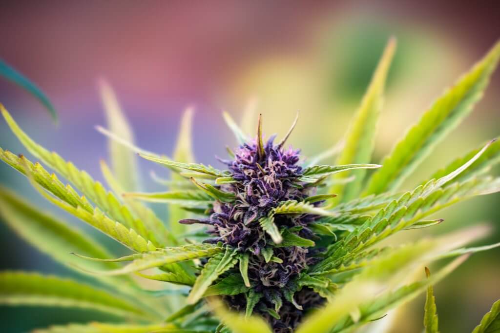 Flowering cannabis outdoors