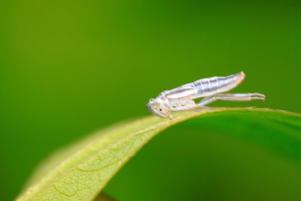 A single leafhopper on a leaf