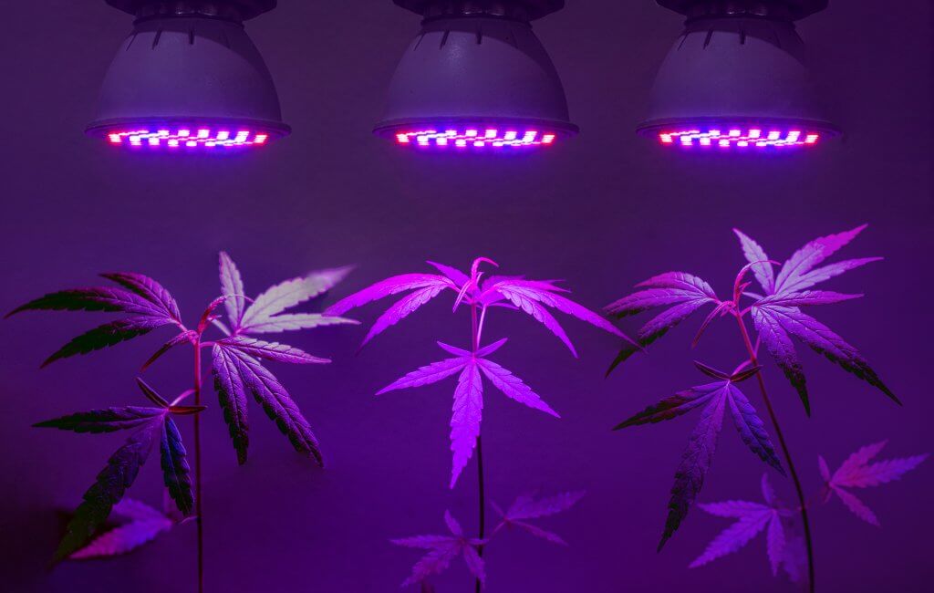 Cannabis lighting