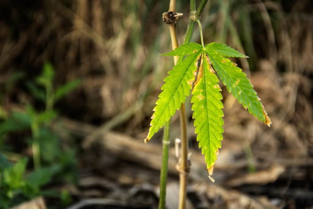 Nutrient Burn cannabis leaves