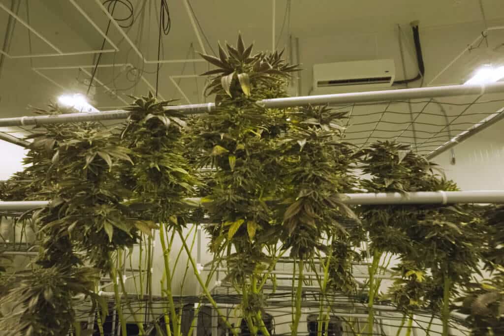 How to automate a grow room