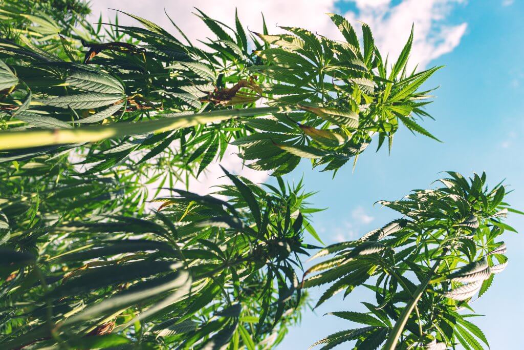 Tall cannabis plants outdoors