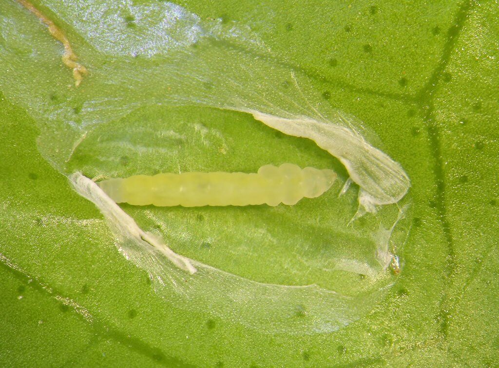 Leaf miner larvae