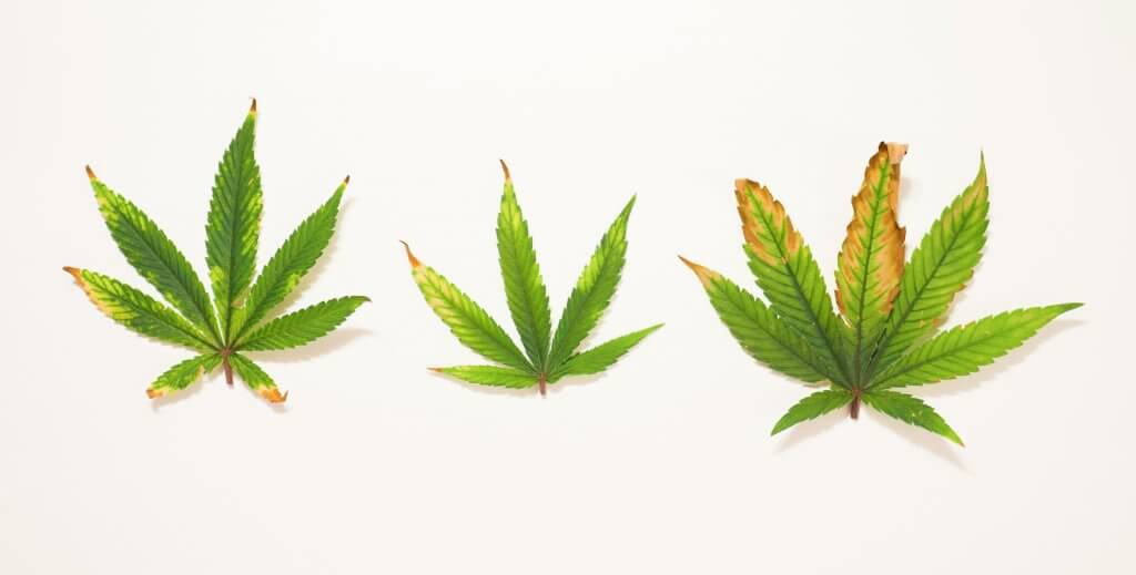 Browning cannabis leaves