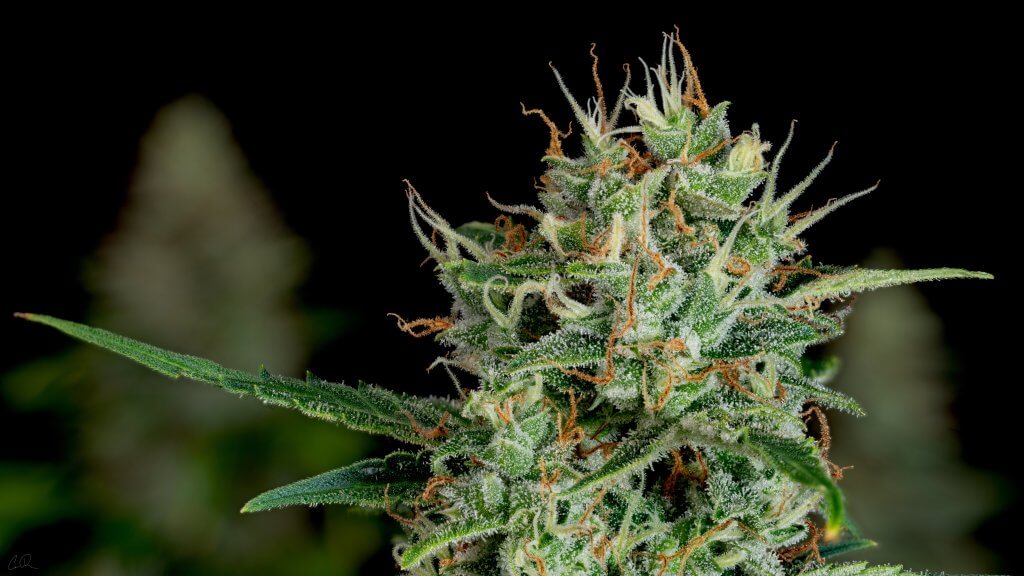 Cannabis Flowering Deficiency