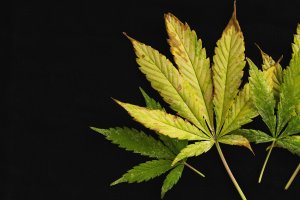Cannabis nutrient burn