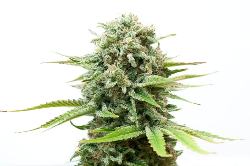 Photoperiod cannabis plant