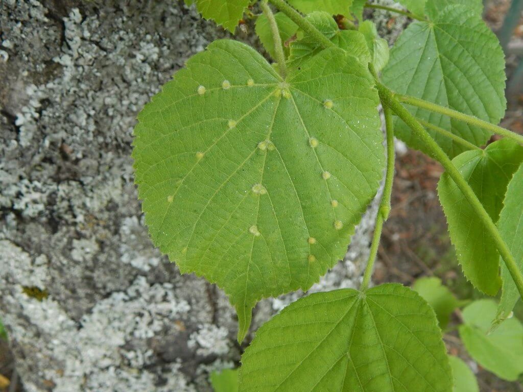 Broad Mites on Leaves