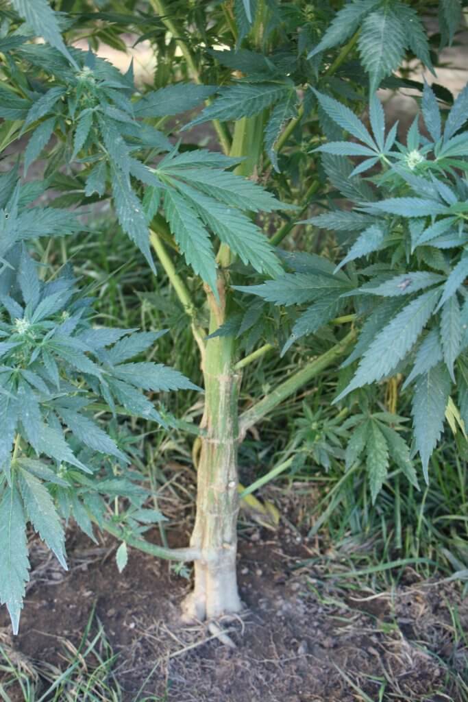 Cannabis Stalk
