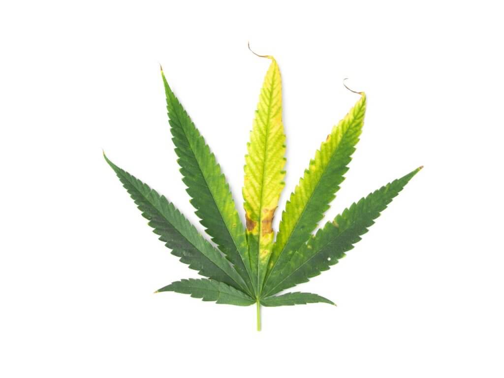 Zinc deficient cannabis leaf
