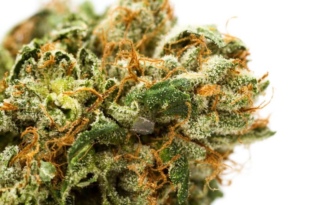 Macro shot of cannabis bud