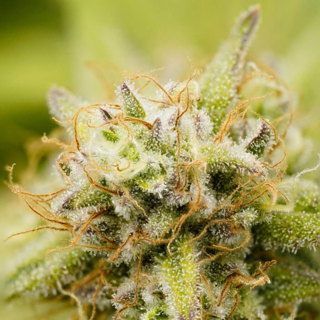 Cannabis with trichomes