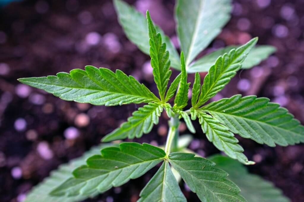 Cannabis vegetative state