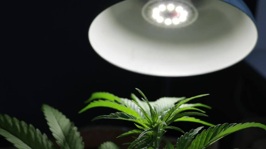 Cannabis under LED light