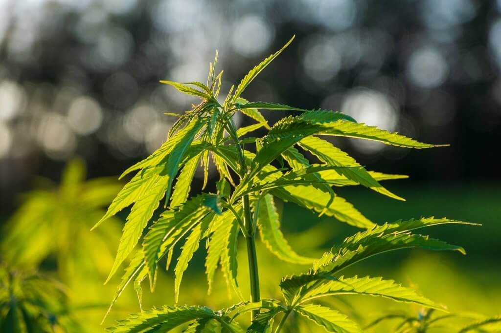 Cannabis outside grow