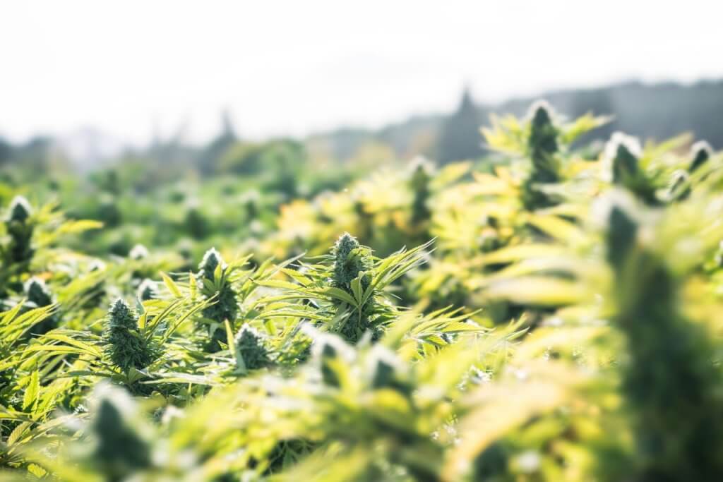 Cannabis plants outside
