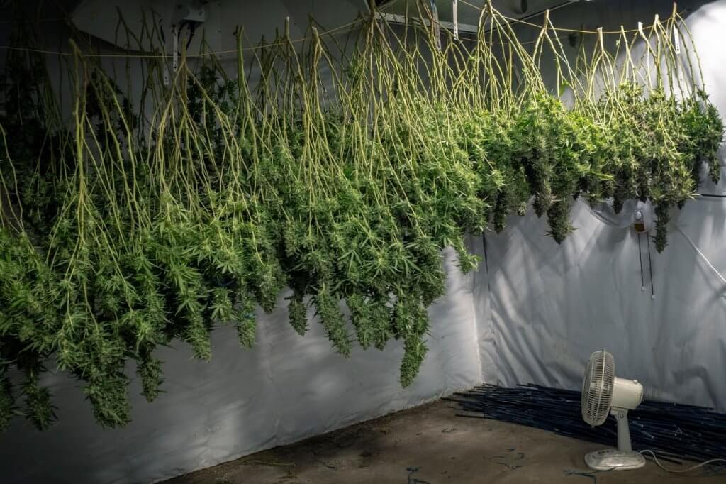 Drying cannabis plants indoors