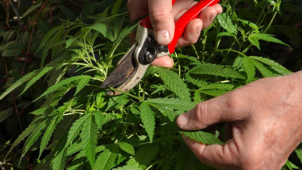 Pruning cannabis