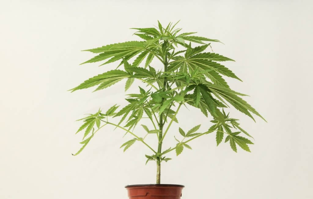 Cannabis plant schwazzing
