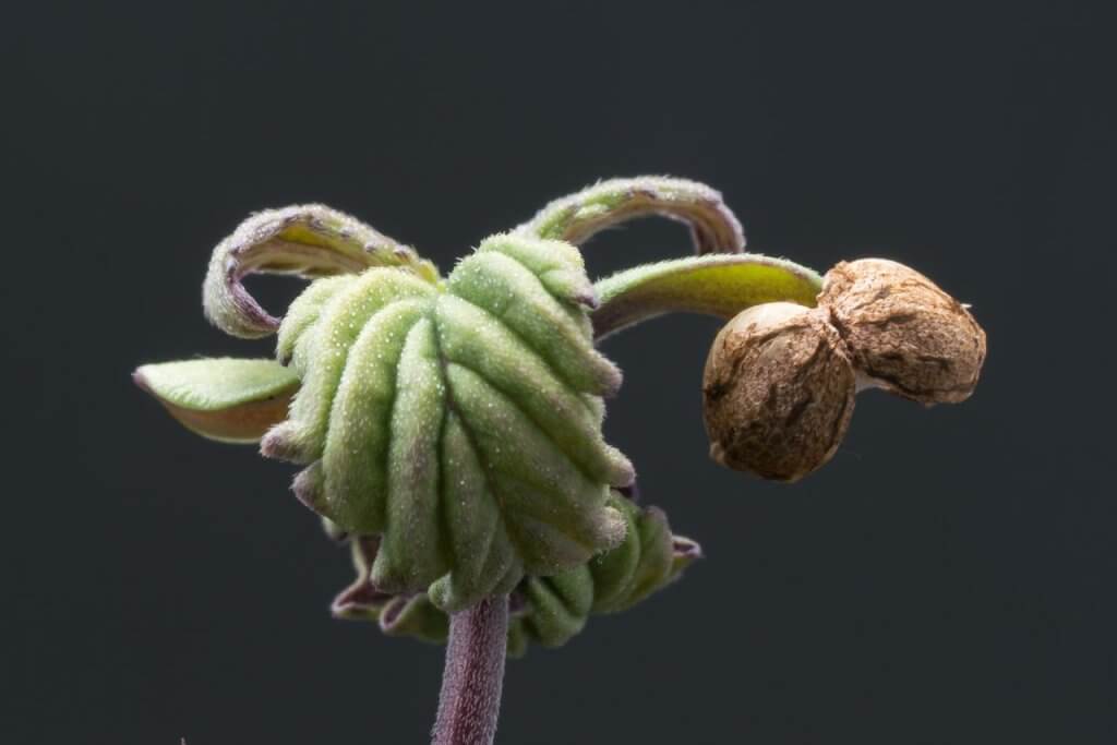 Cannabis seedling 